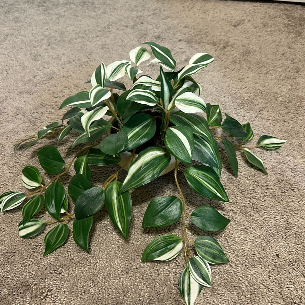 Faux Pothos